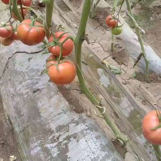武邑县西红柿