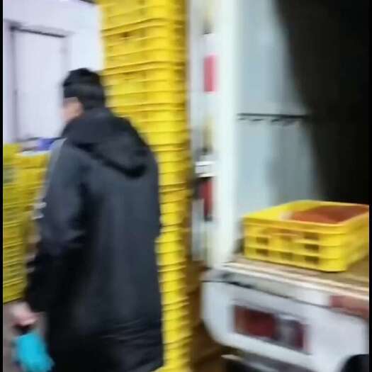 成都温氏甲鱼外塘甲鱼批发