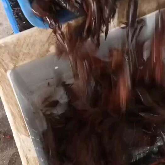 洪湖市鲜活小龙虾