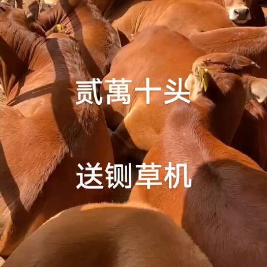 郓城县鲁西黄牛肉牛犊活体小牛活牛崽西门塔尔牛大型种牛肉牛养殖