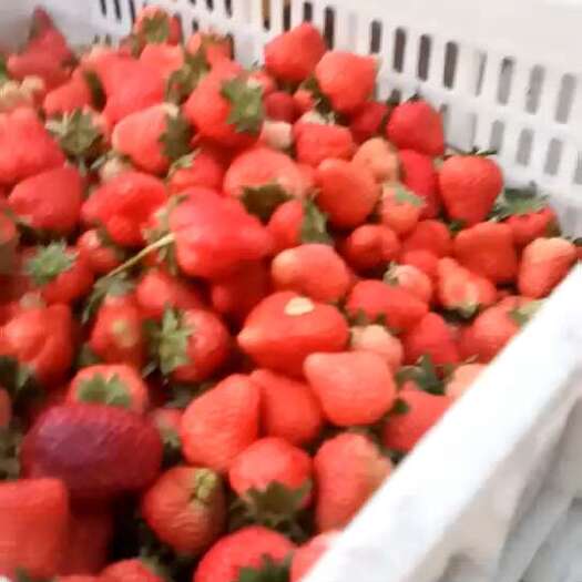 邳州市代办，加工果，速冻草莓