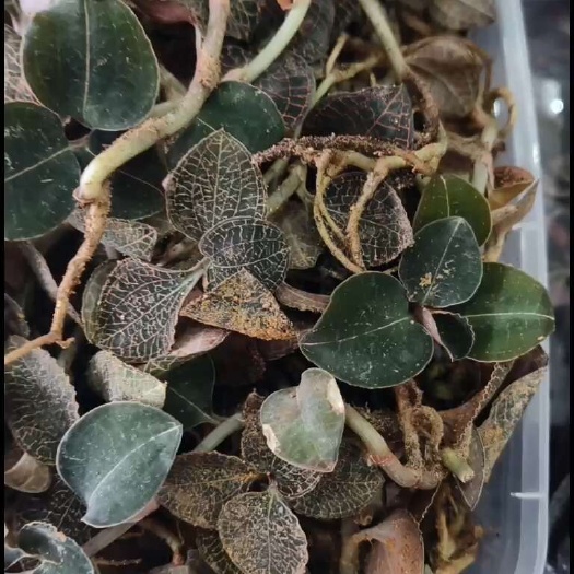 南靖县林下防鲜品