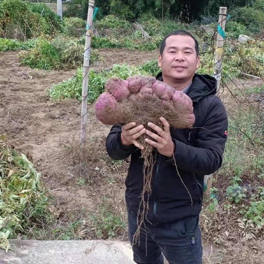 安远县红肉紫山药种块红肉脚板薯种块红苕种子