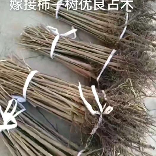 君迁子树苗   黑枣苗，软枣苗，牛奶枣树，超甜野柿子苗！