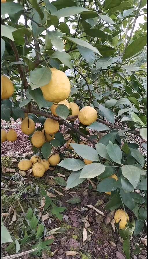 安岳县柠檬，需要的私聊