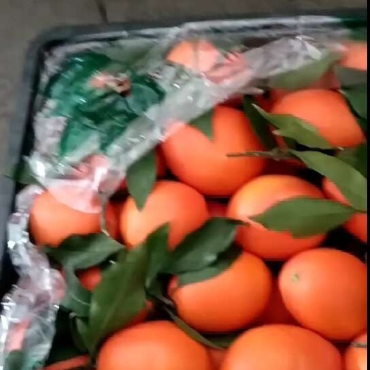 定州市湖北脐橙