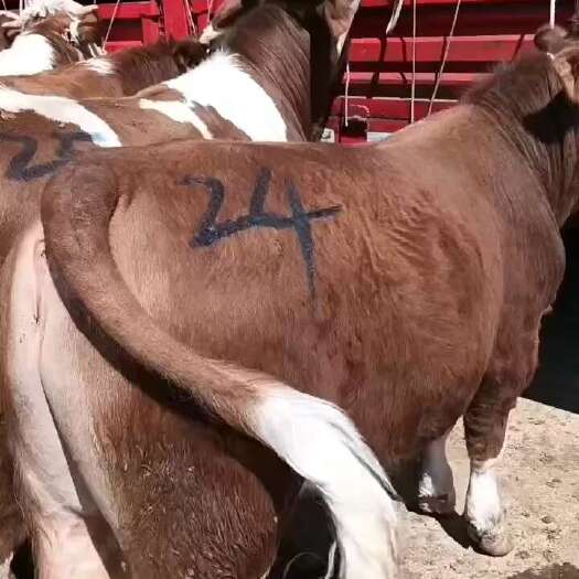 威宁县贵州高山散养牛，小牛肉牛都可批