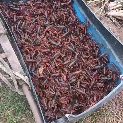 重庆市小龙虾
