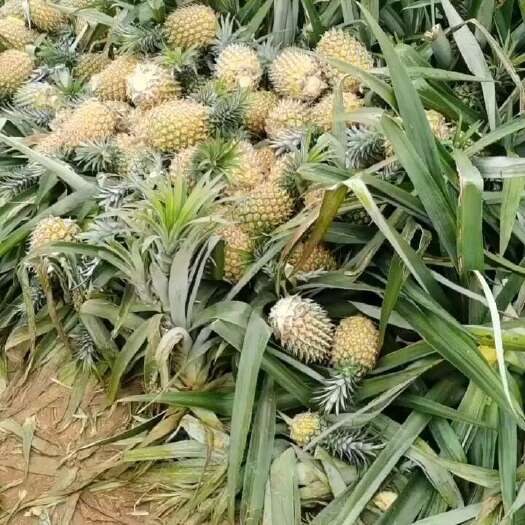 徐闻县菠萝