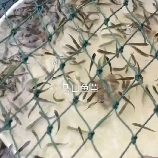 山泉溪水马口鱼苗