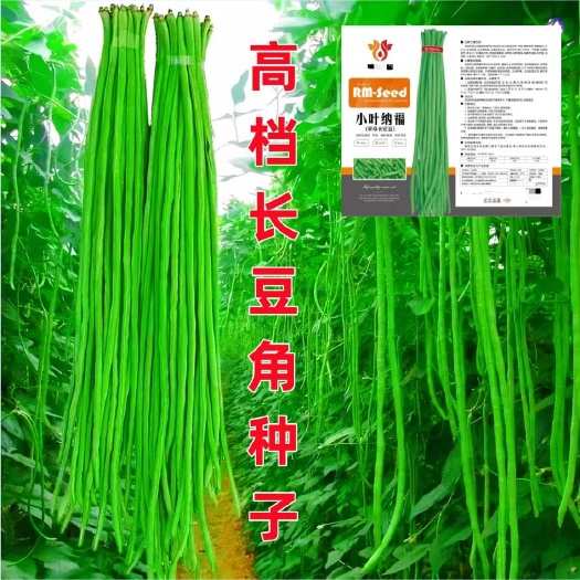 翠绿色豇豆种子长豆角种子肉厚耐高温多荚率高不易老化耐湿热露天