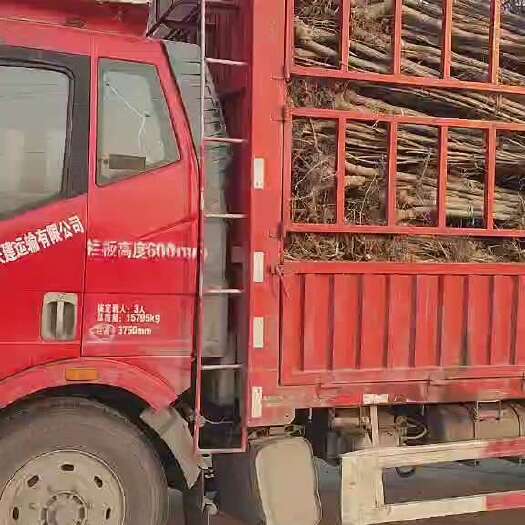 东阿县107速生杨树苗，自家种植，3.2公分以上，需要的联系我