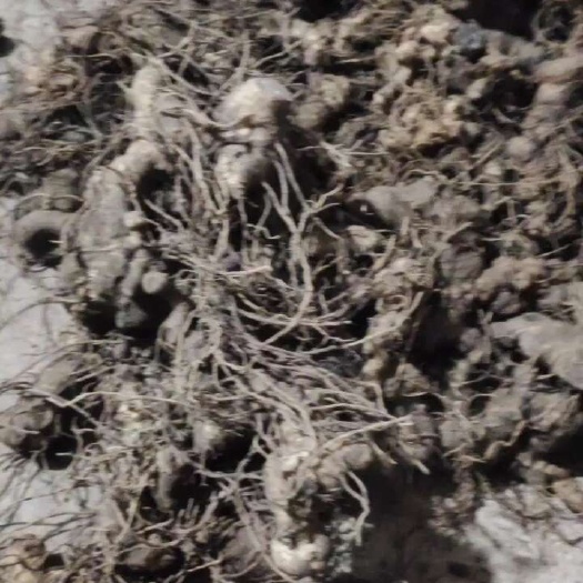 筠连县中药材黄精全国发货，有需要的老板联系我