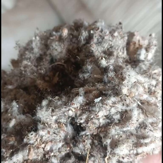 单县优质棉渣厂家