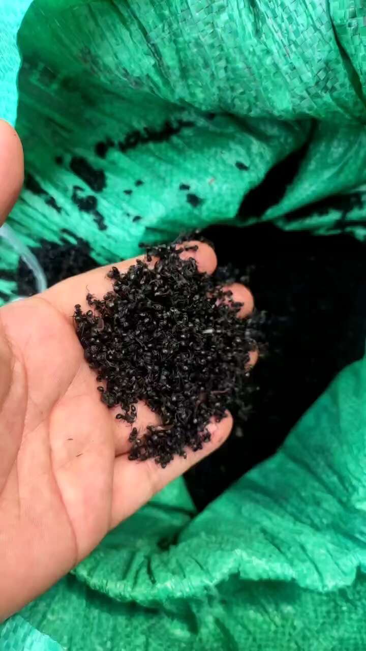 广西黑蚂蚁，干货，活的