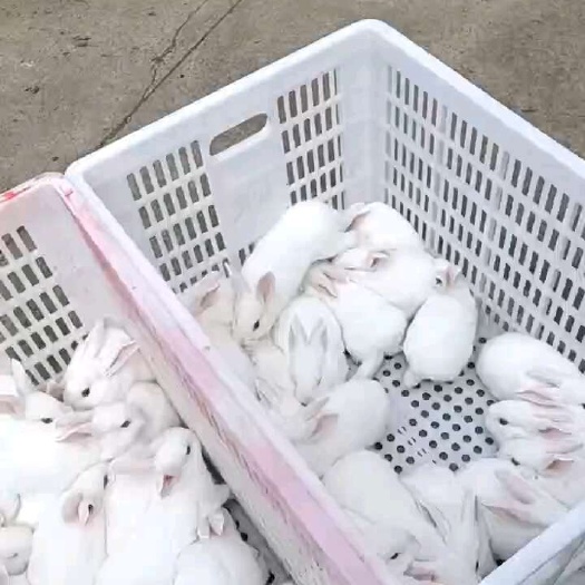 小白兔价格便宜包邮