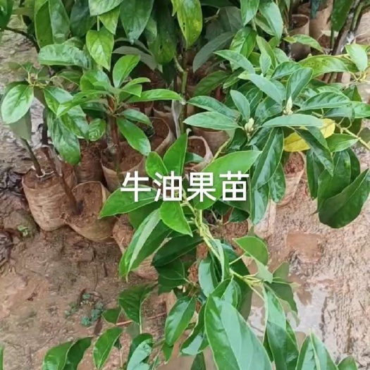 哈斯牛油果苗，青瓜牛油果苗！桂恳牛油果苗！