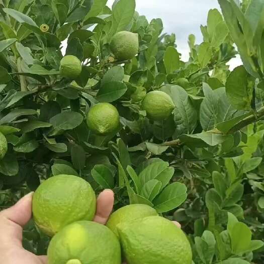 灵山县香水柠檬苗