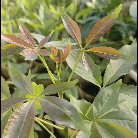 漳州状元红，金四季冰淇淋果