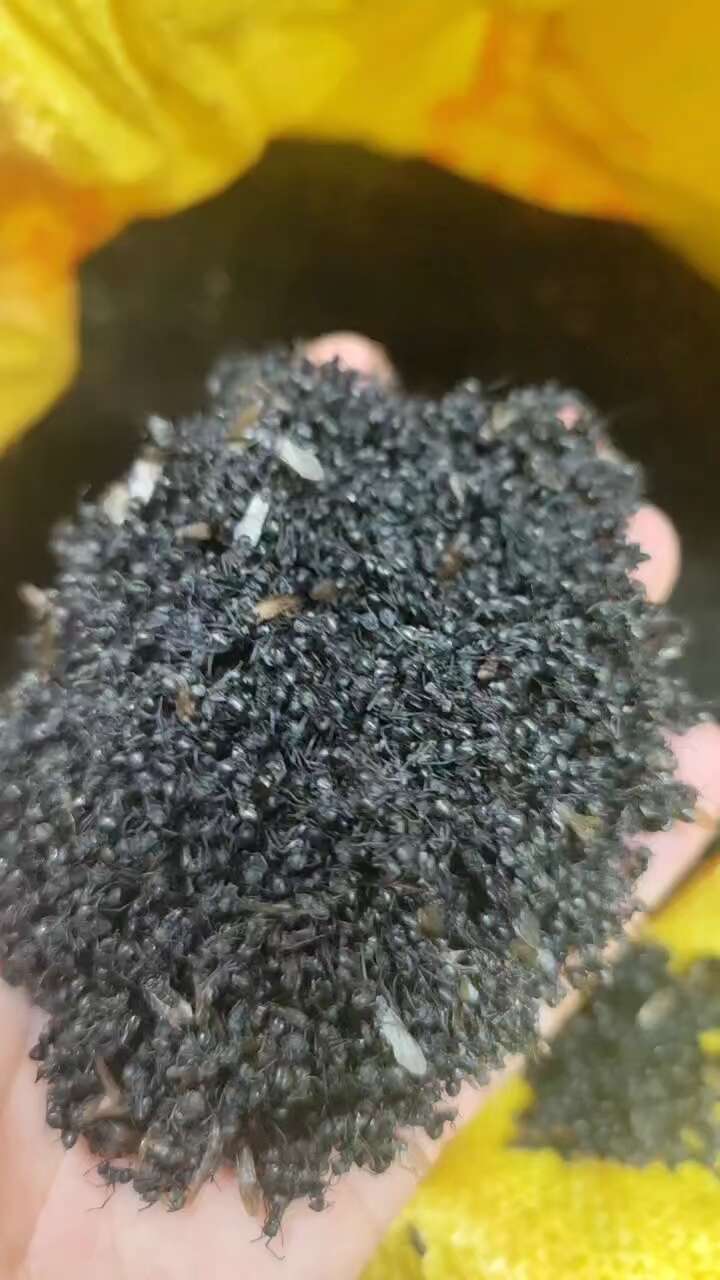 广西黑蚂蚁，干货，活的