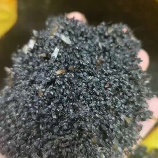 梧州广西黑蚂蚁，干货，活的