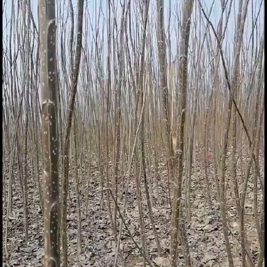  白杨