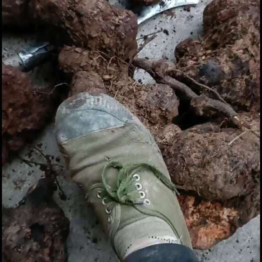 雅安土茯苓