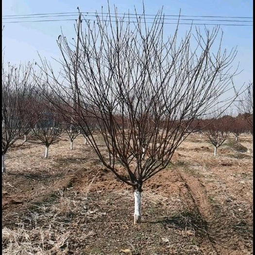 红叶榆叶梅6-7-8公分 精品树形  自产自销 山东郓城