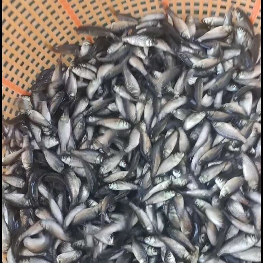 广州中科5号鲫鱼苗 鱼场直发
