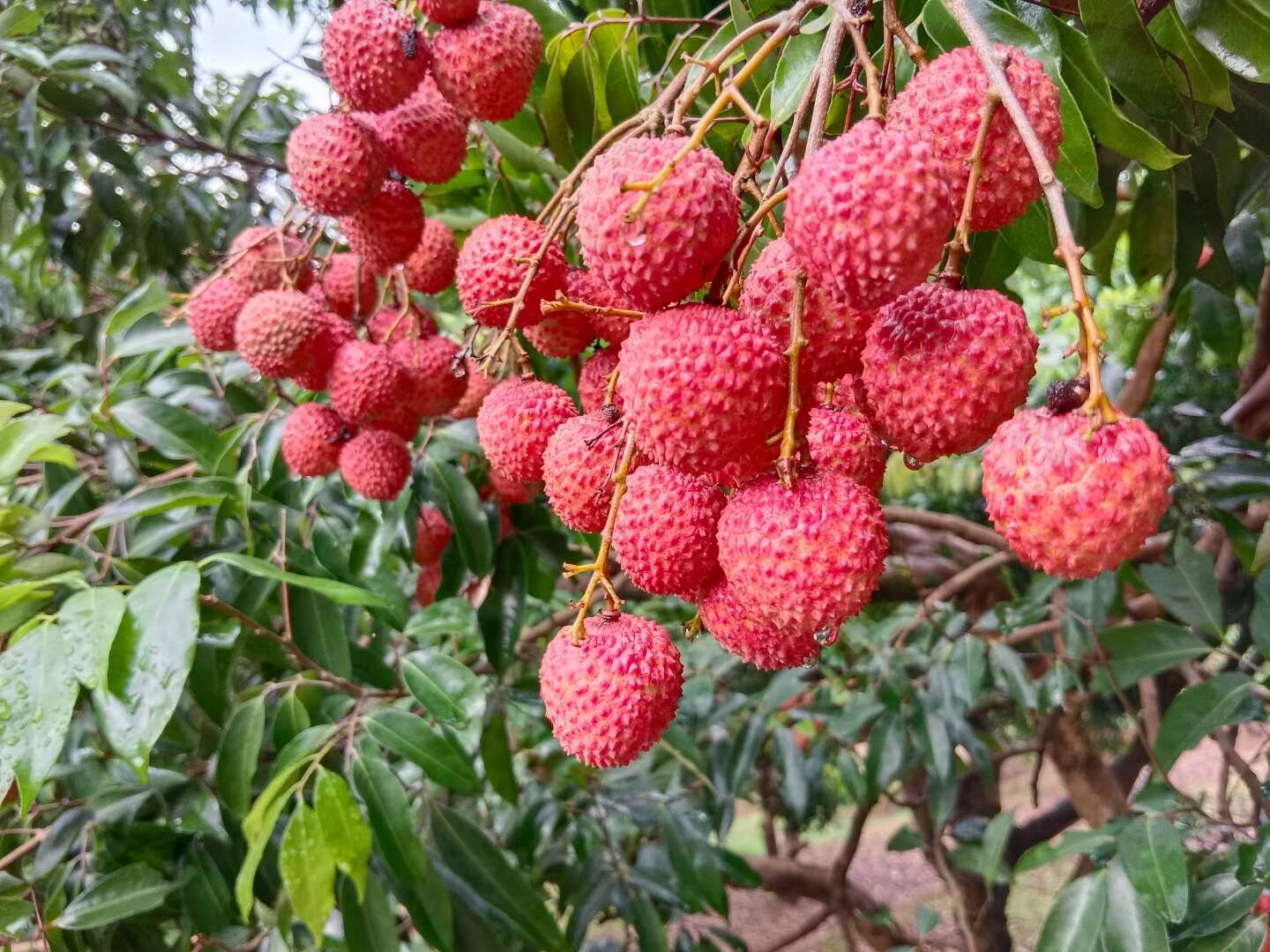 唐盛生態(tài)農(nóng)業(yè)