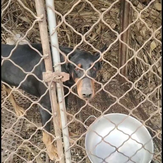 长沙精品杜宾