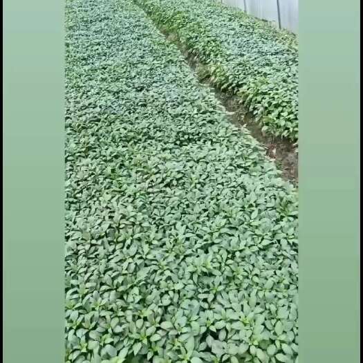醴陵市线椒苗
