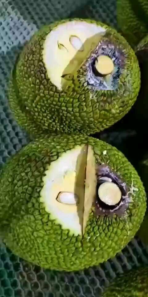 南宁越南红肉菠萝蜜