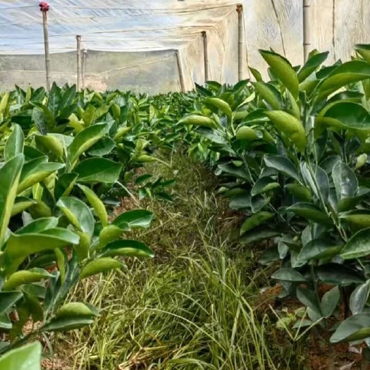 安远县赣南脐橙妞荷尔脐橙嫁接苗卡拉血橙