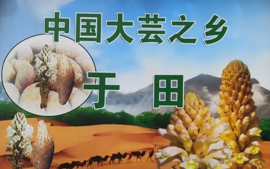 燦爛肉蓯蓉科技裁培開發(fā)家庭農(nóng)場