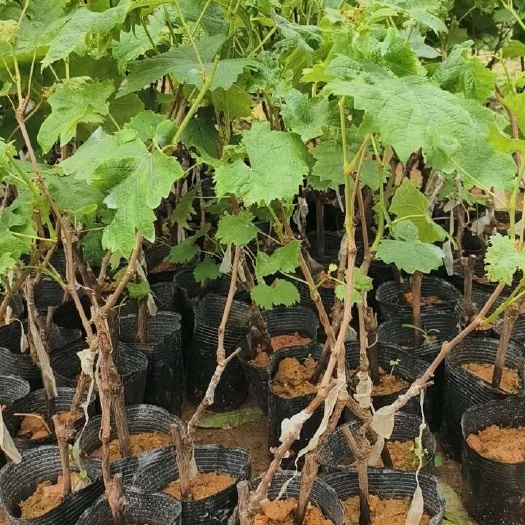灵山县阳光玫瑰嫁接苗