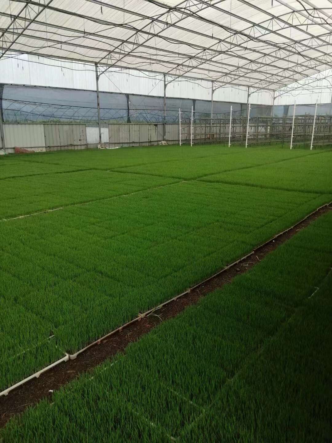 秸稈草木灰
