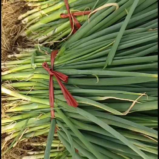 三月十七号基地直供精品葱苗继续给客户拔葱苗发货有需要的老板联