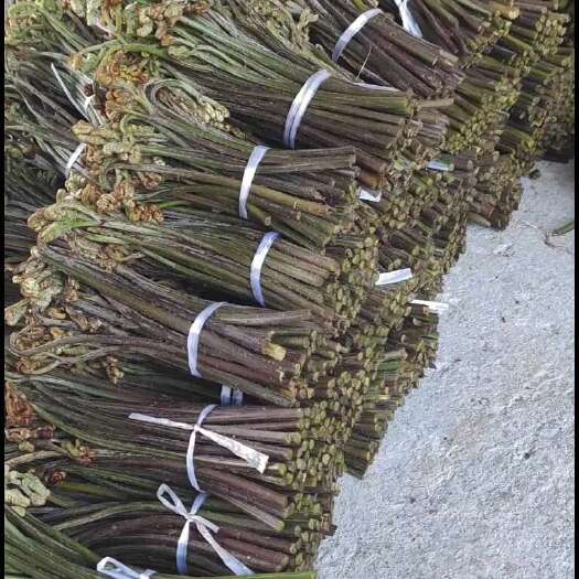 六盘水野生蕨菜