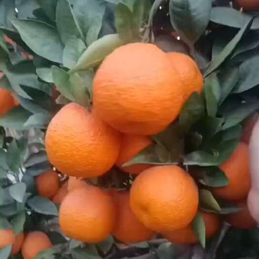 石棉县黄果柑丑橘产地大量销售中，口感甜多汁，对接电商平台社区团
