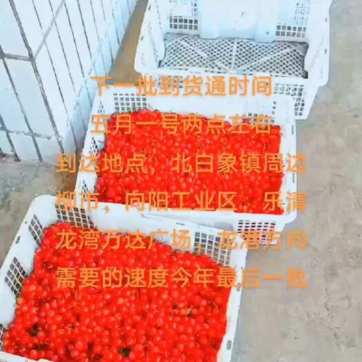 赫章县贵州特产玛瑙红樱桃