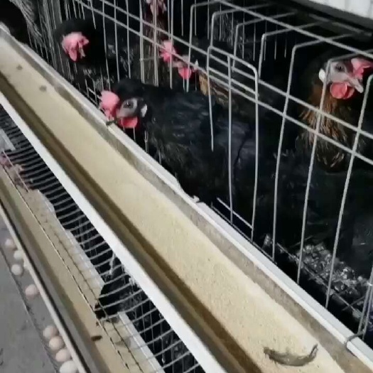 武汉精品新阳黑