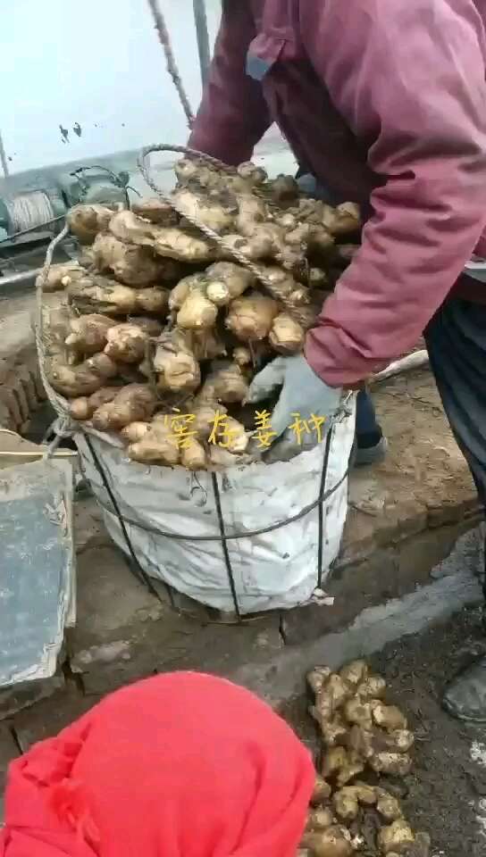 沂水县山东生姜产地，小黄姜价格，大姜批发，二黄姜