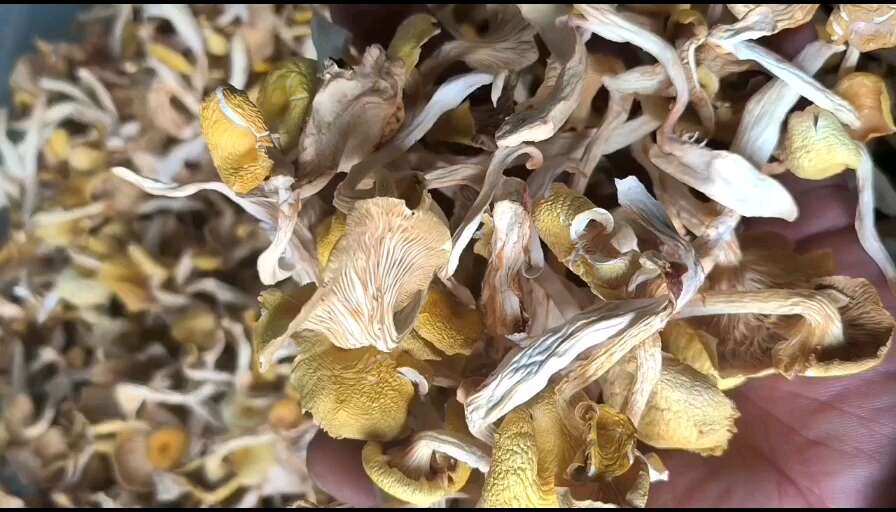 鸡油菌干货农家特产黄金菇榆黄磨食用菌菌菇煲汤食材