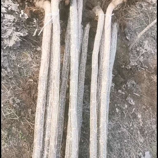 宿州南林3804速生无絮杨