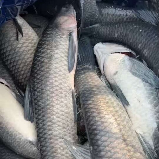 沛县青鱼