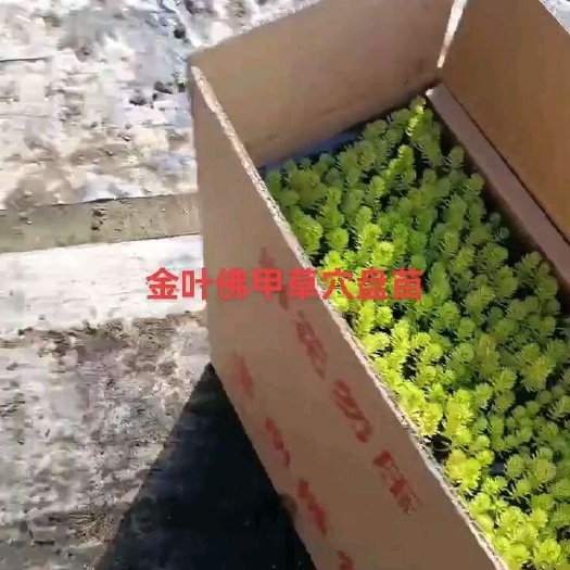 青州市金叶佛甲草，黄金条，绿叶佛甲草，金叶佛甲草方盘苗。