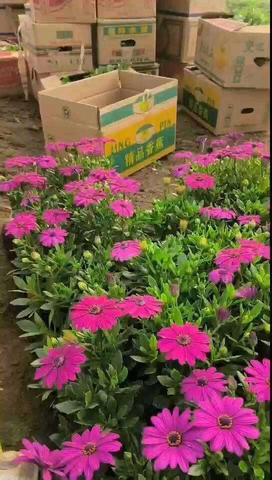 南非万寿菊，万寿菊，非洲万寿菊