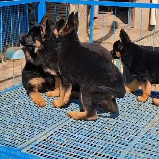 长沙德牧犬