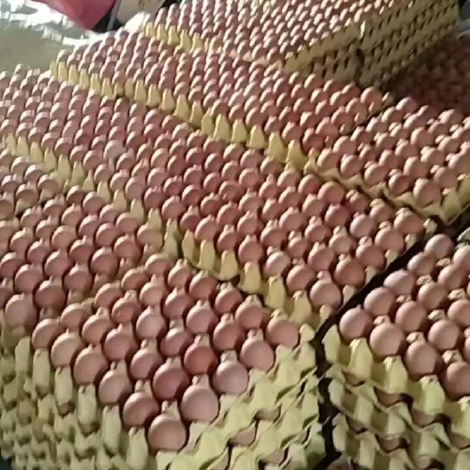 洛南县红壳蛋